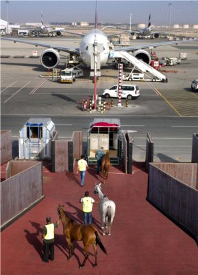 Konie sportowe i Emirates SkyCargo