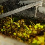 Historyczna tłoczni oliwy Le Moulin des Costes
